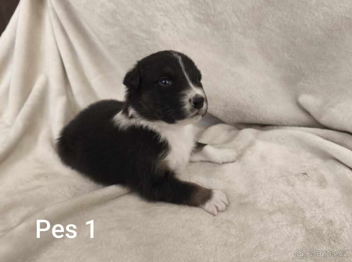Australský ovčák bez PP - 3