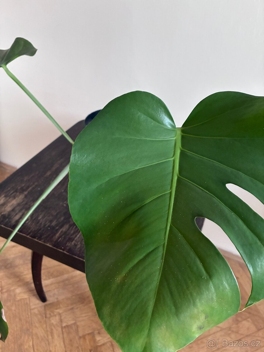 Menší monstera 11 - 3