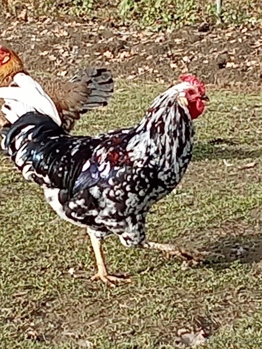 Letošní kohoutci - 3