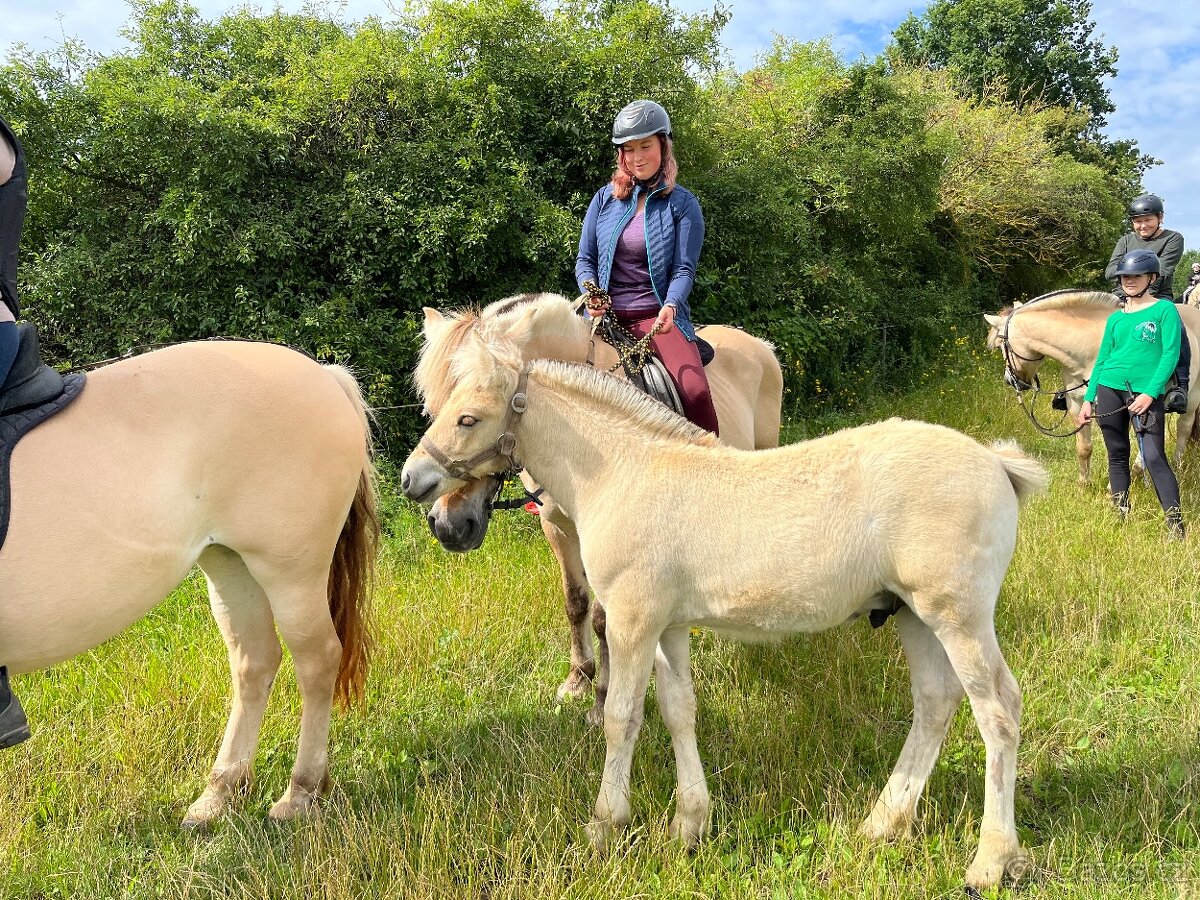 Prodám hřebečka fjordského koně s PP Holandsko - 3