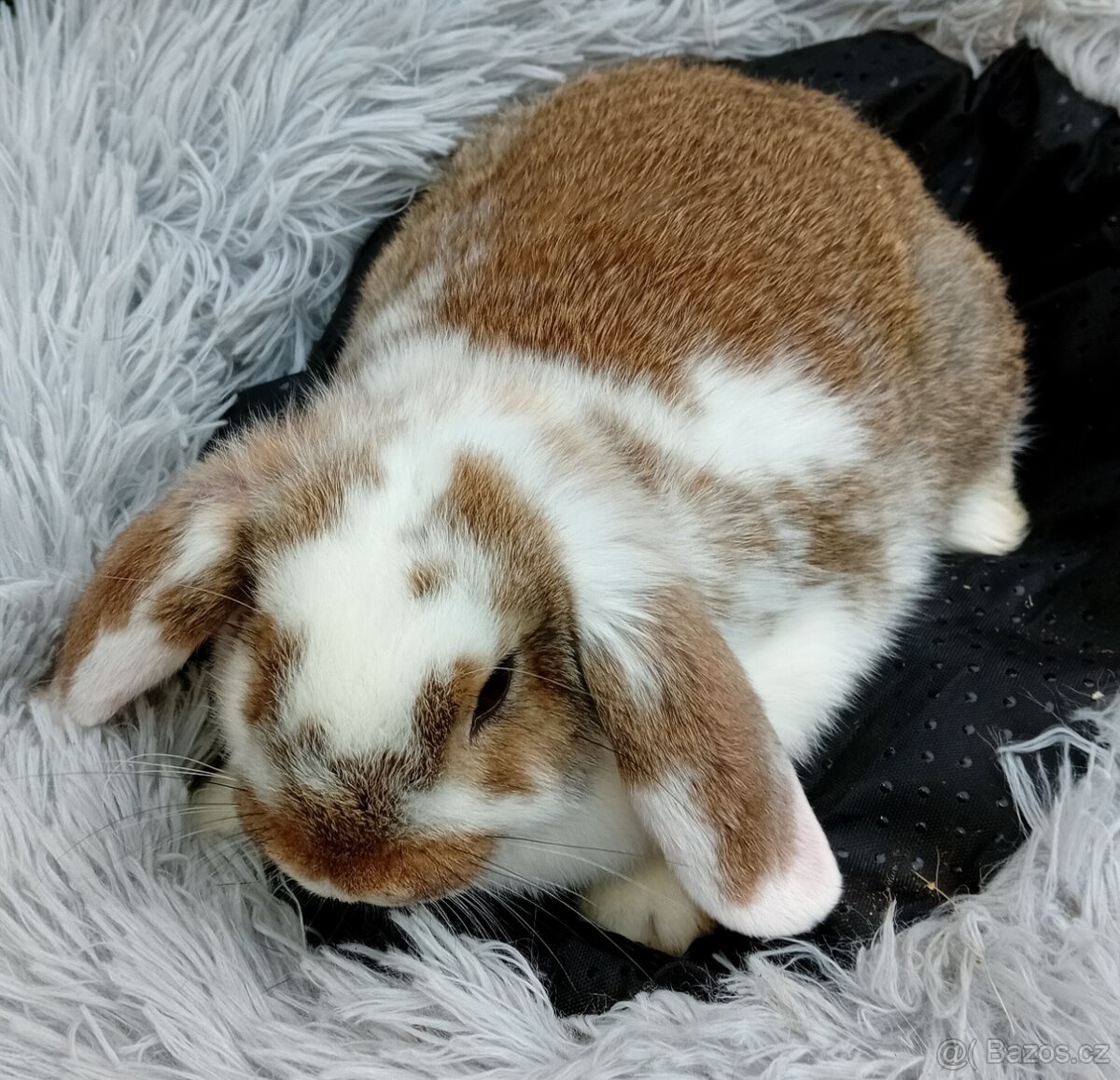 Zakrslý beránek D2 - 3