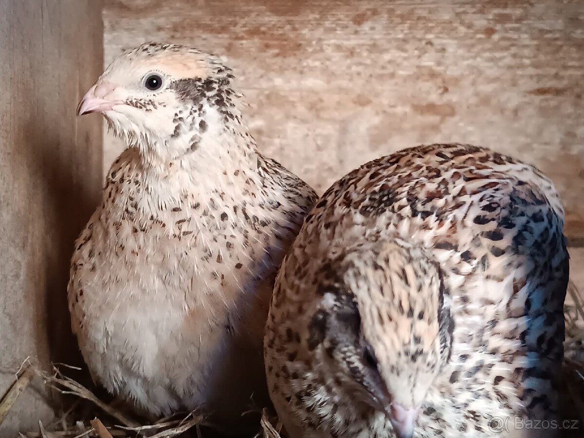 Prodám křepelky - 3