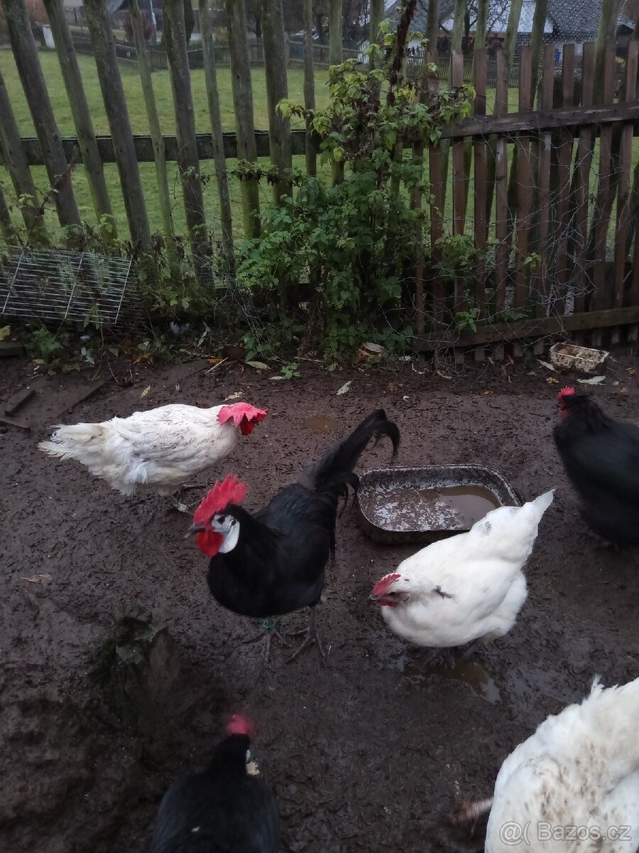 Chovný kohout Španělka Černá - 3