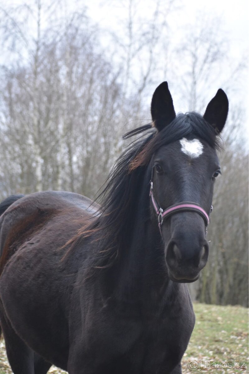 Mladá černá klisna - 3