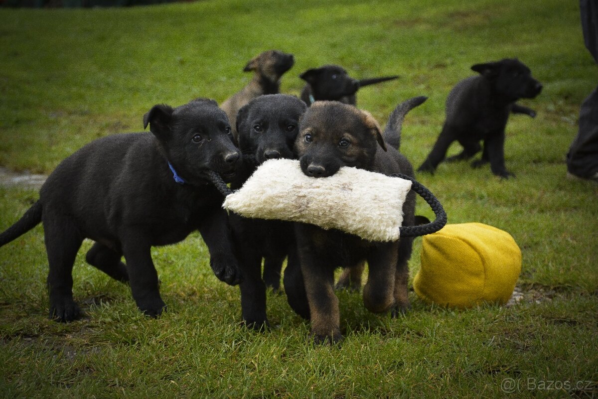 Německý ovčák s PP - 3