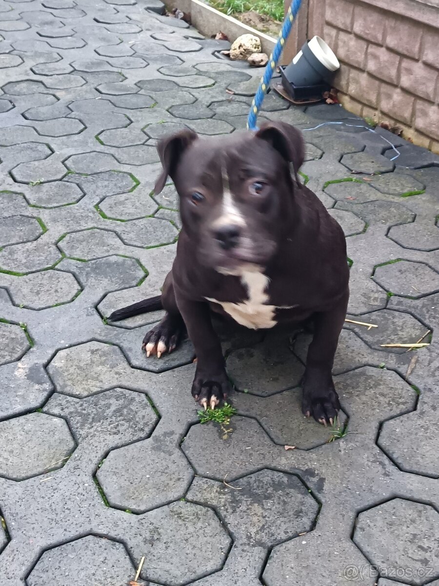 American bully XL - 3