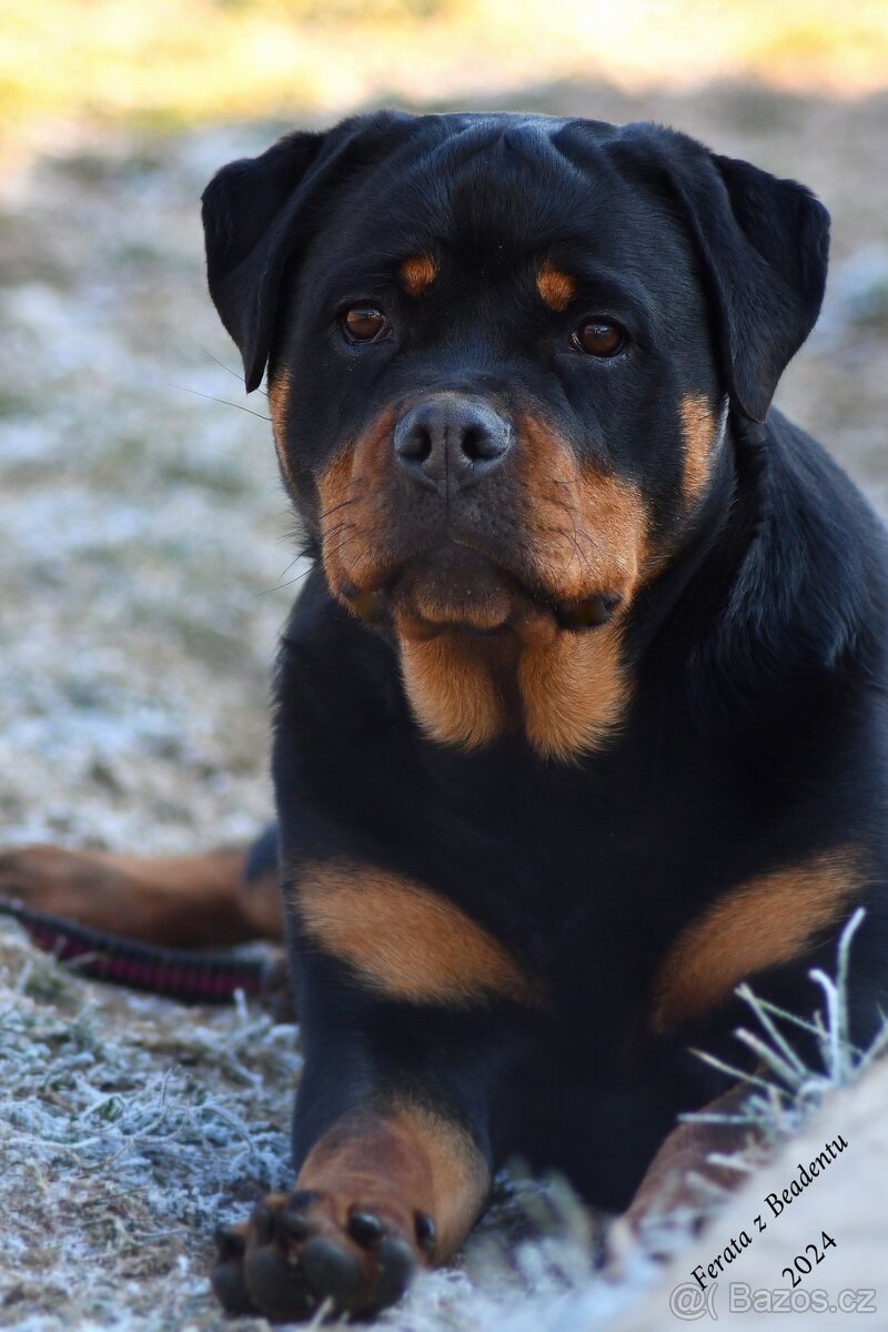 rotvajler - štěňata - 3