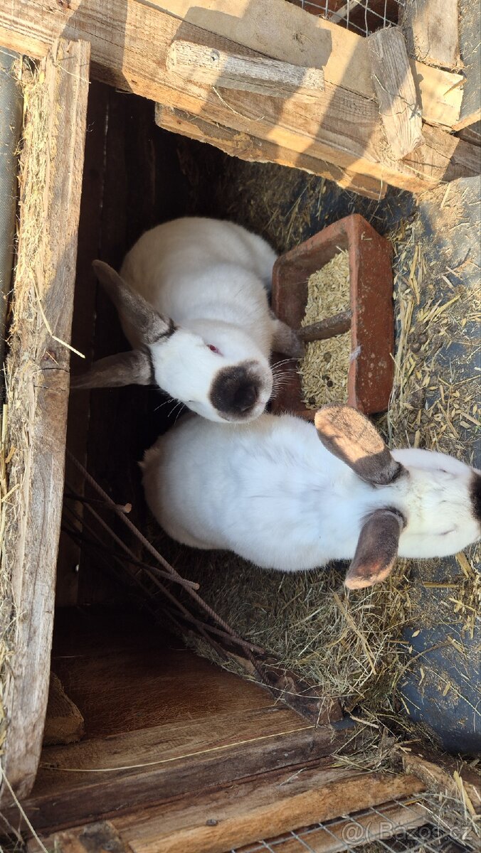 Prodám kraliky - 3