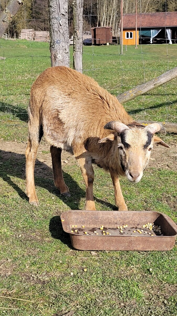 Ovce kamerunská - 3