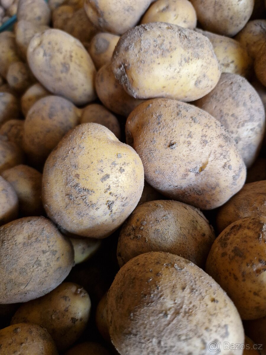 Prodám konzumní brambory - 3