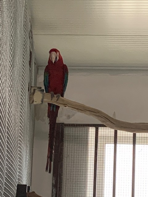 amazoňan oratrix - 3