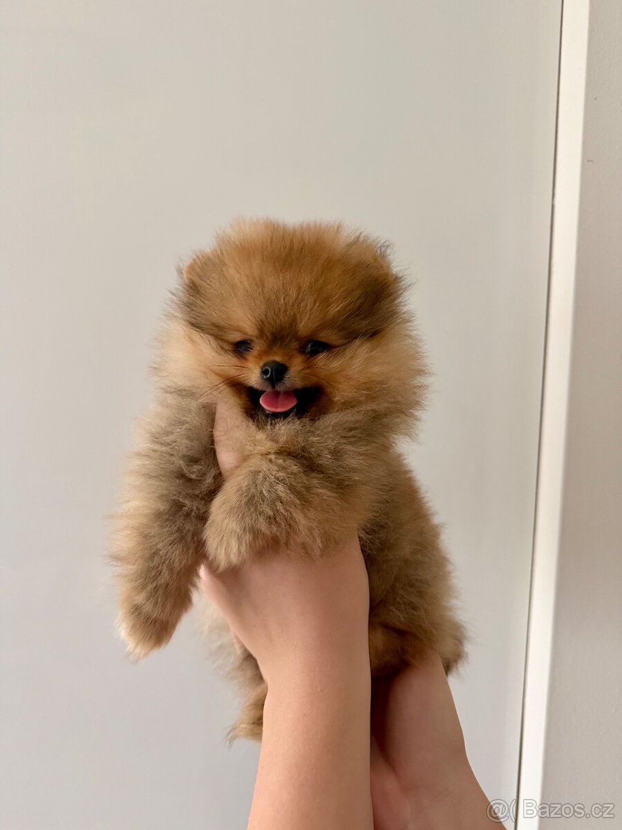 Pomeranian s PP - 3