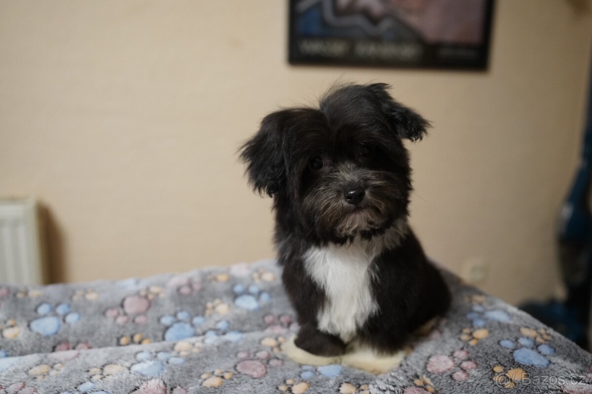 Roztomilá štěňátka havanského bišonka - 3