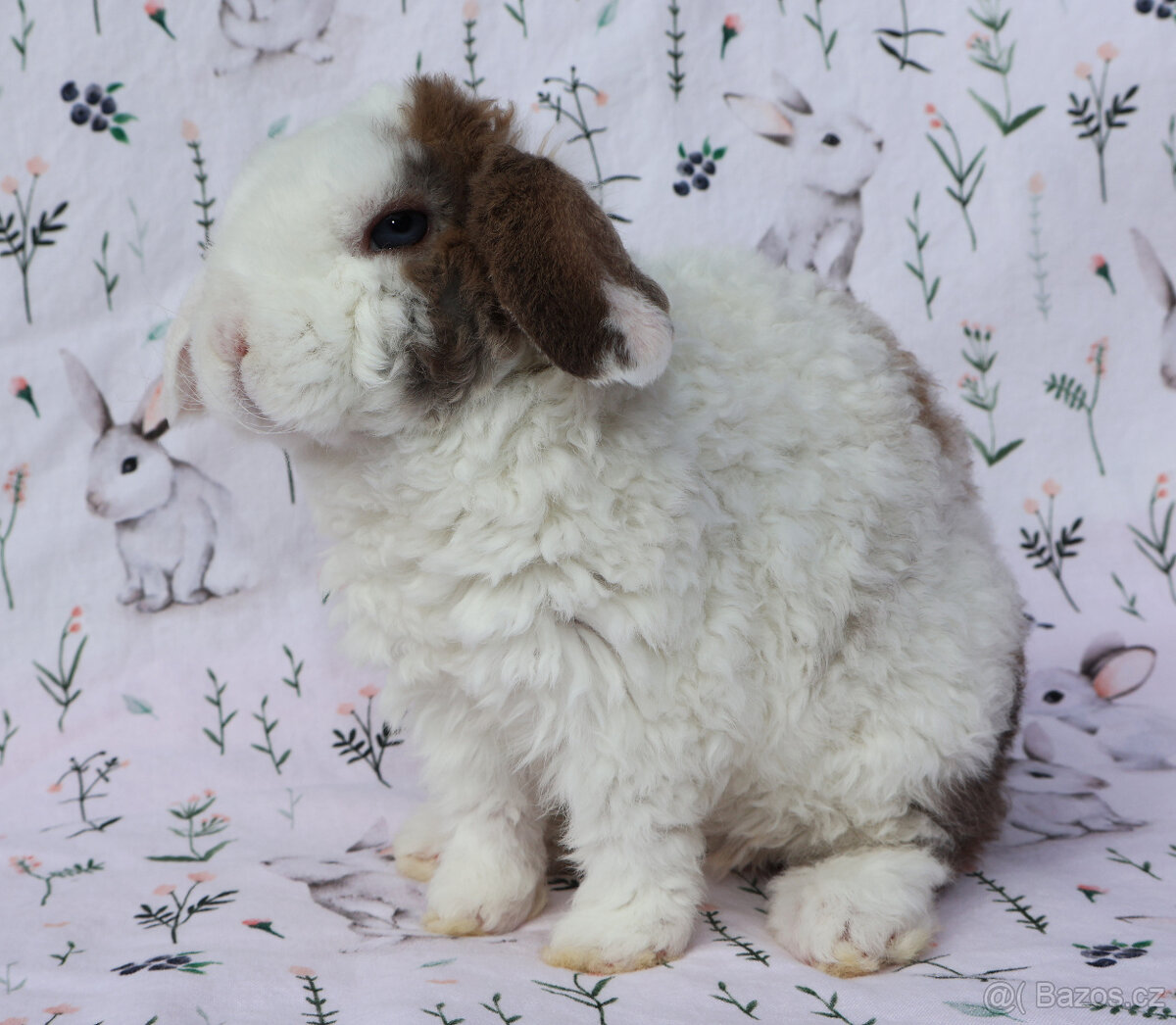 Zakrslý rex beránek maličký sameček - 3