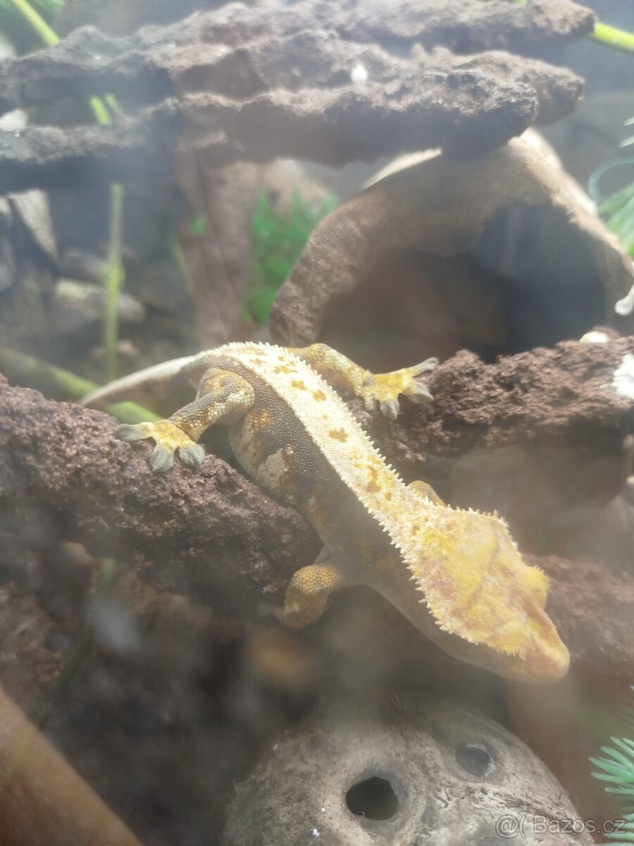 Tricolor Samice - 3