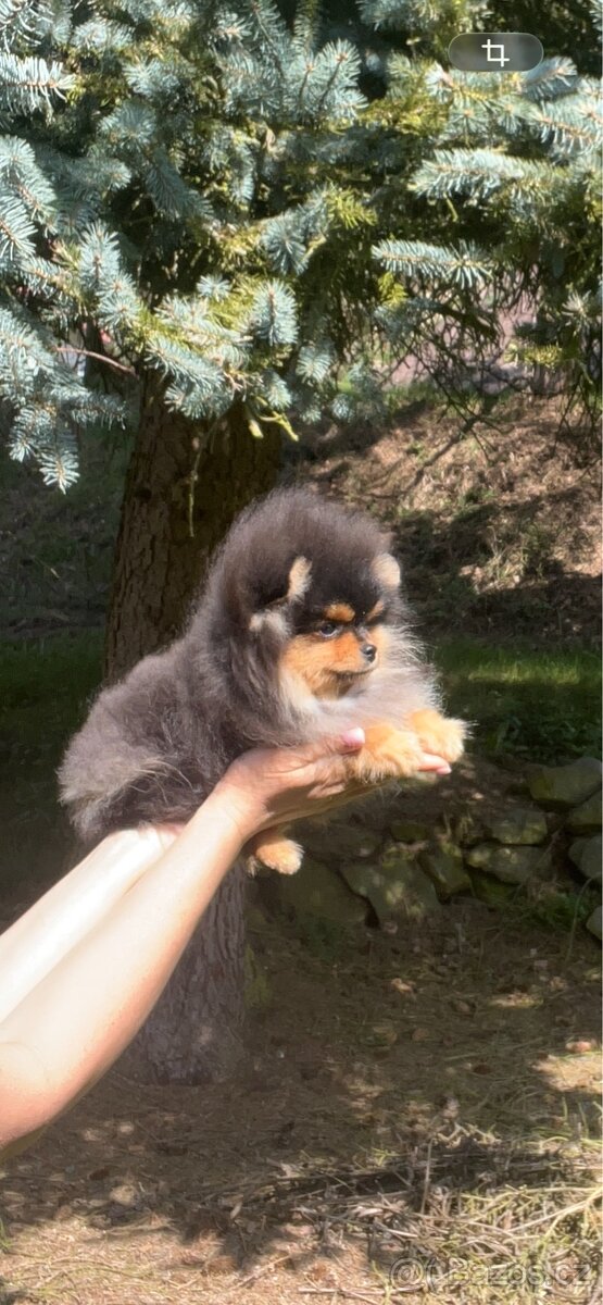 Pomeranian - 3
