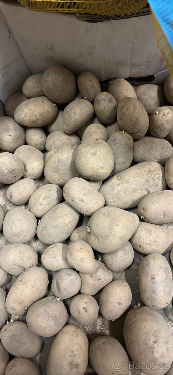 Sadbove brambory - 3