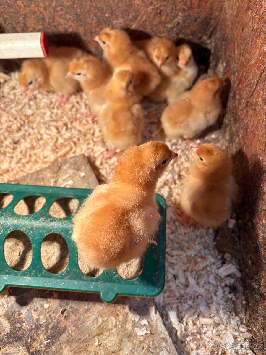 Kuřata Hempšírky - 3