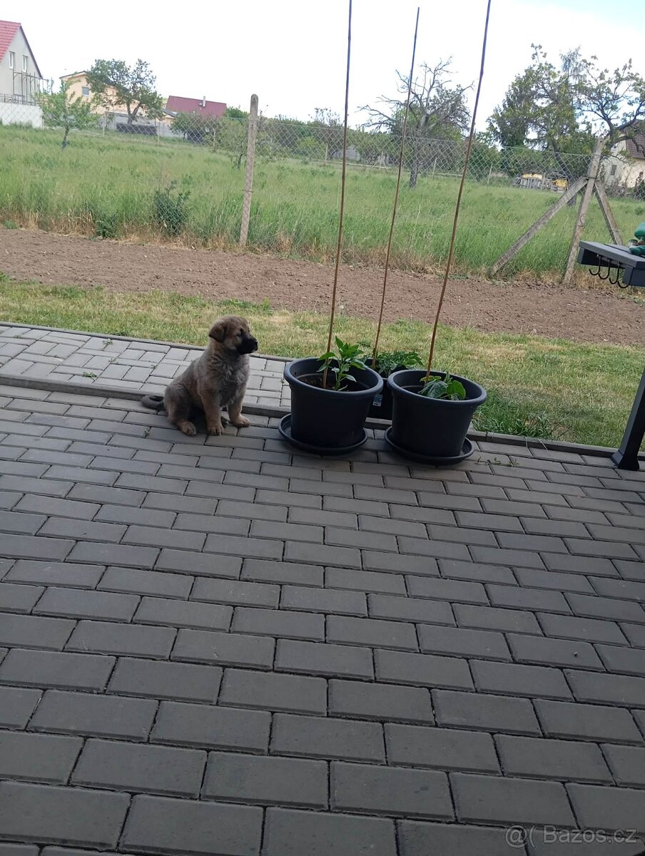 Prodám štěně Cangalského Pasteveckého psa - 3