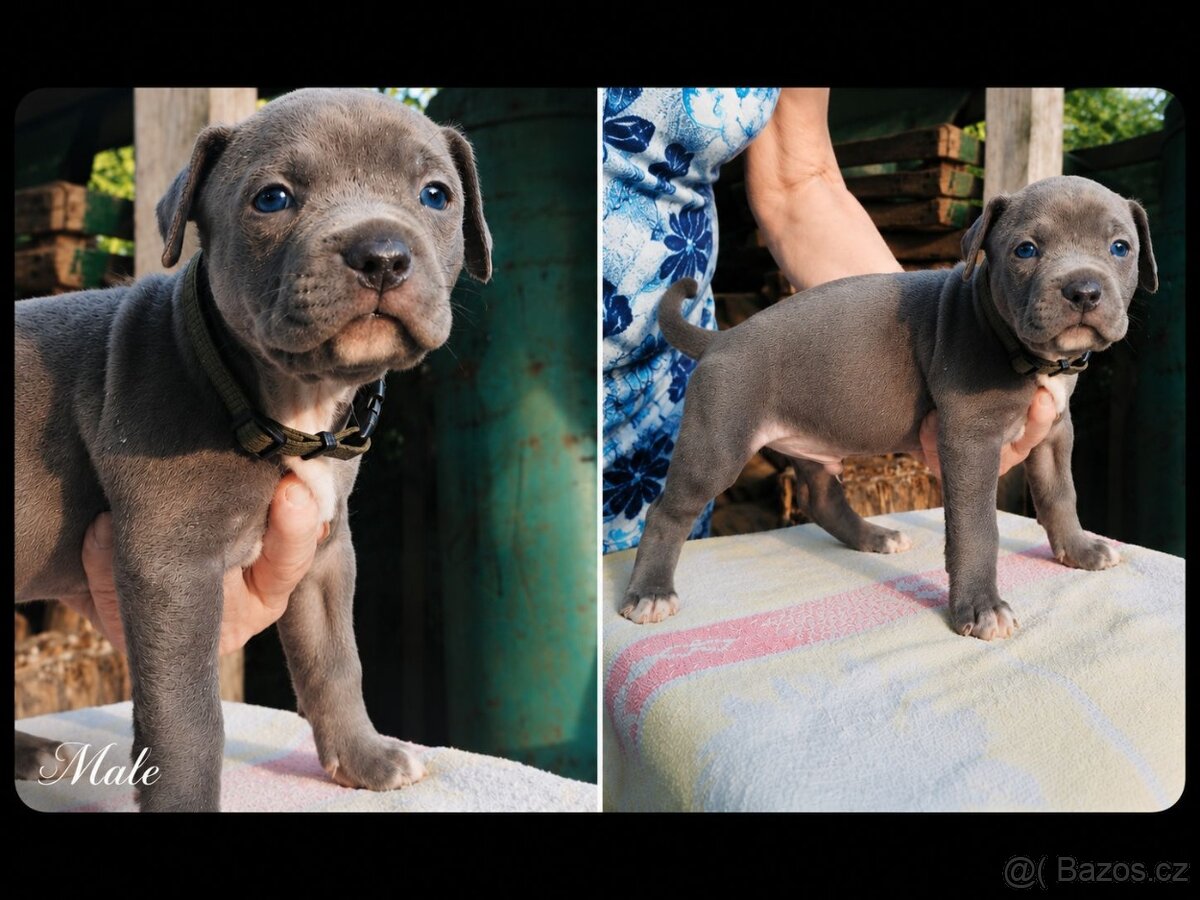 American bully XL - 3