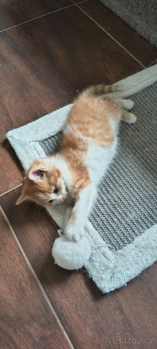 Zrzavý kocourek do dobrých rukou - 3