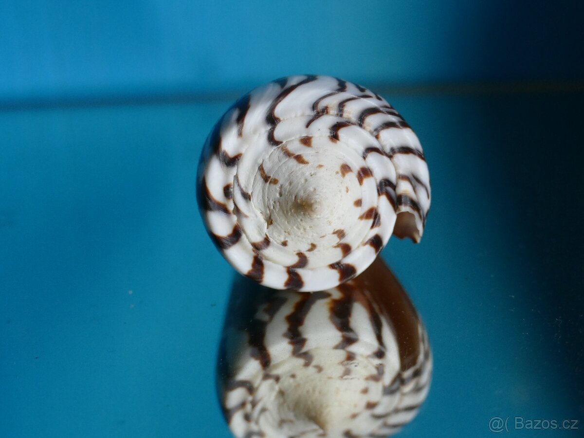Conus generalis XL - 3