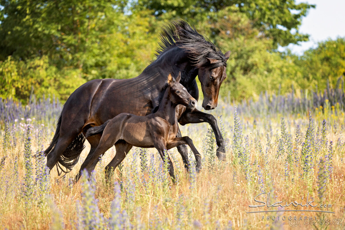 P.R.E. 2letá klisna - 3