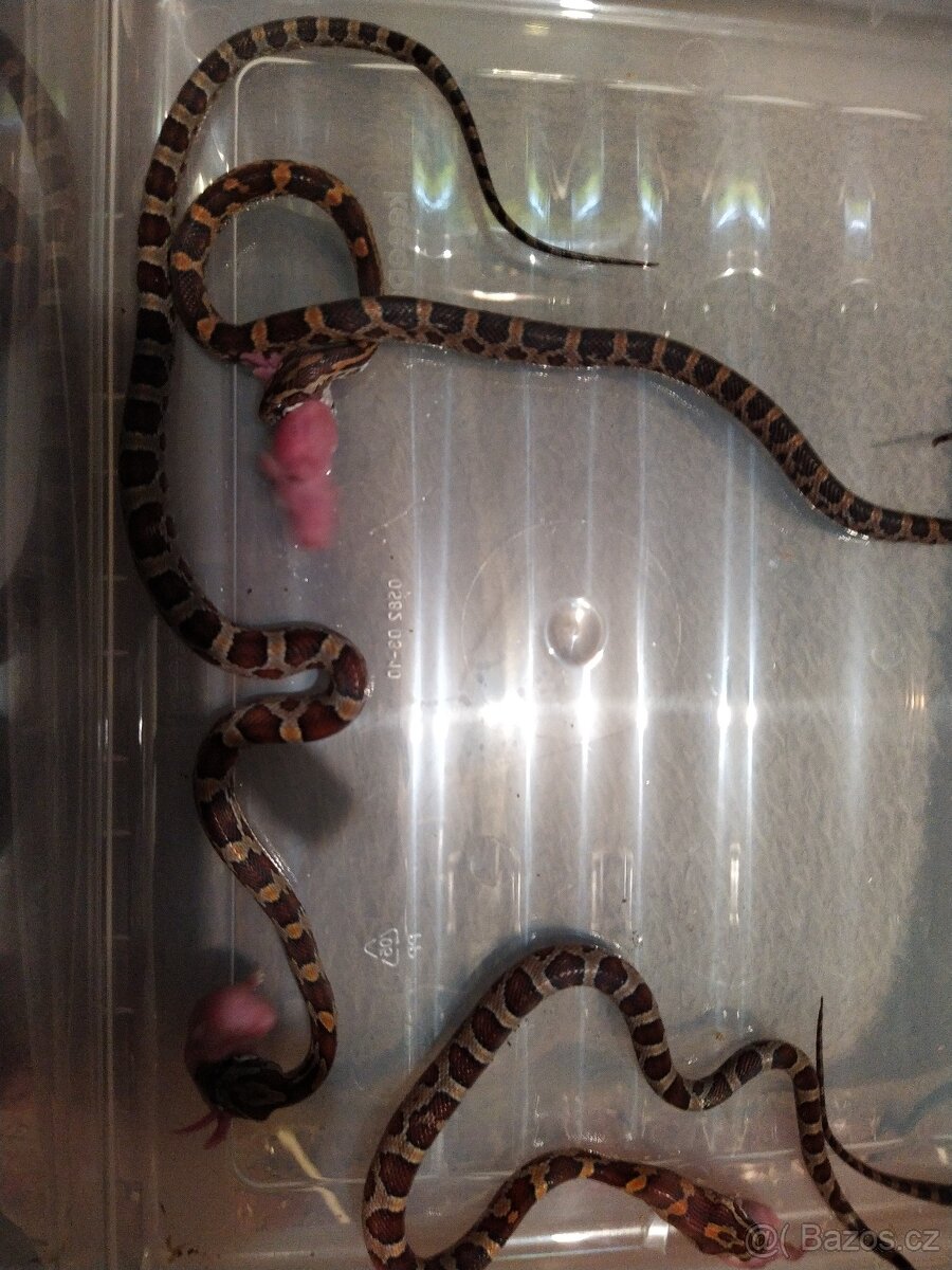 UŽOVKA ČERVENA - 3