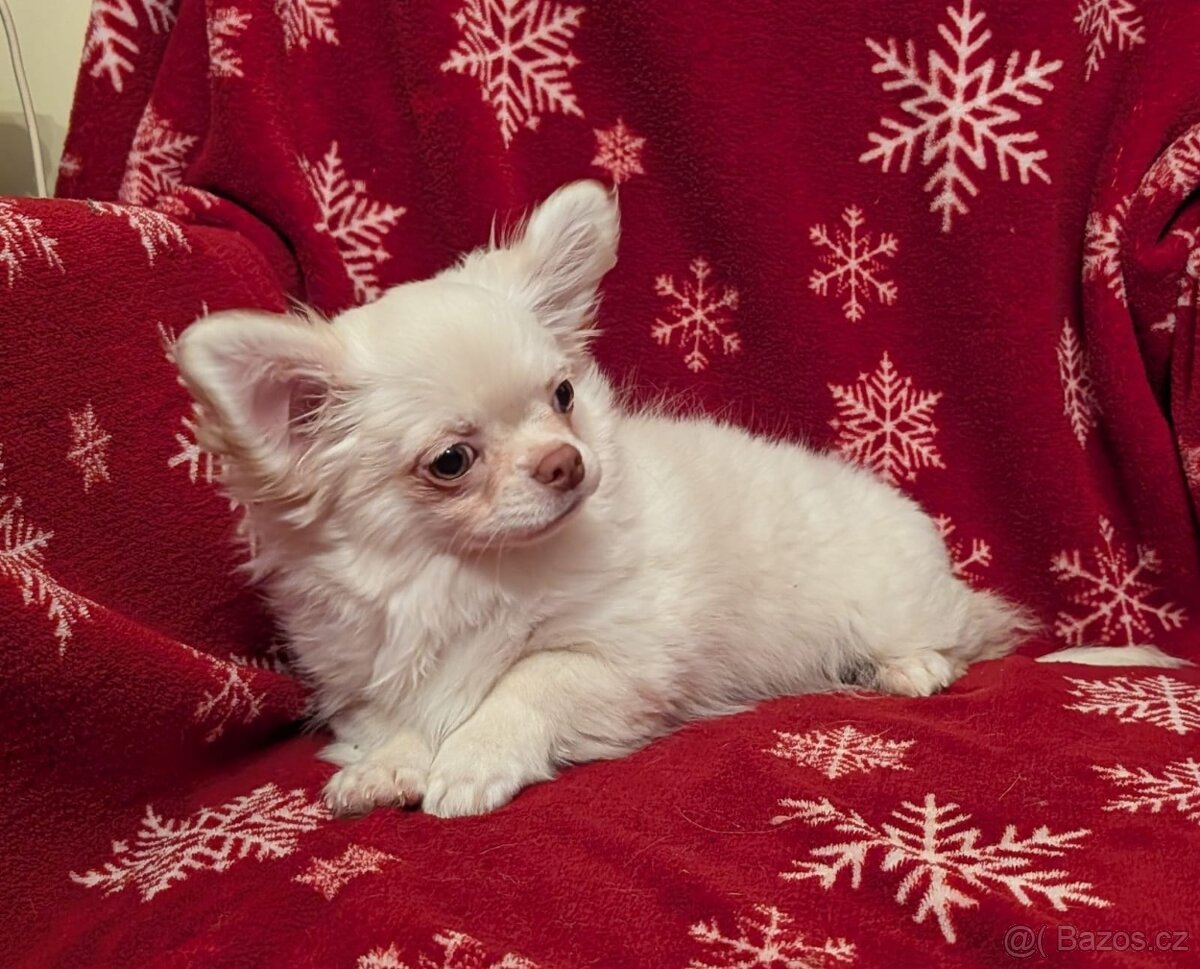 Čivava dlouhosrstá s PP - 3