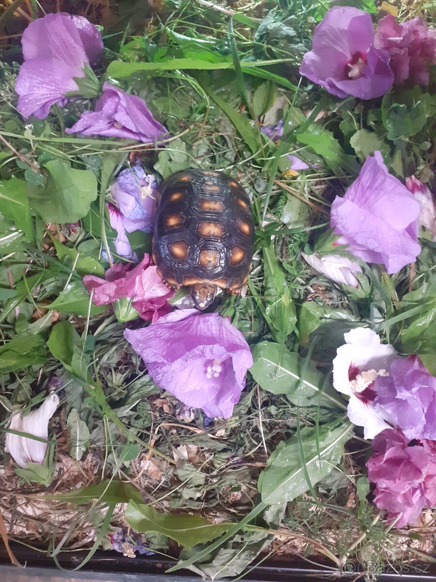 Želva uhlířská mláďata různé velikosti - 3