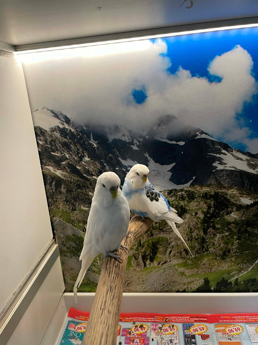 Dospělé andulky - 3