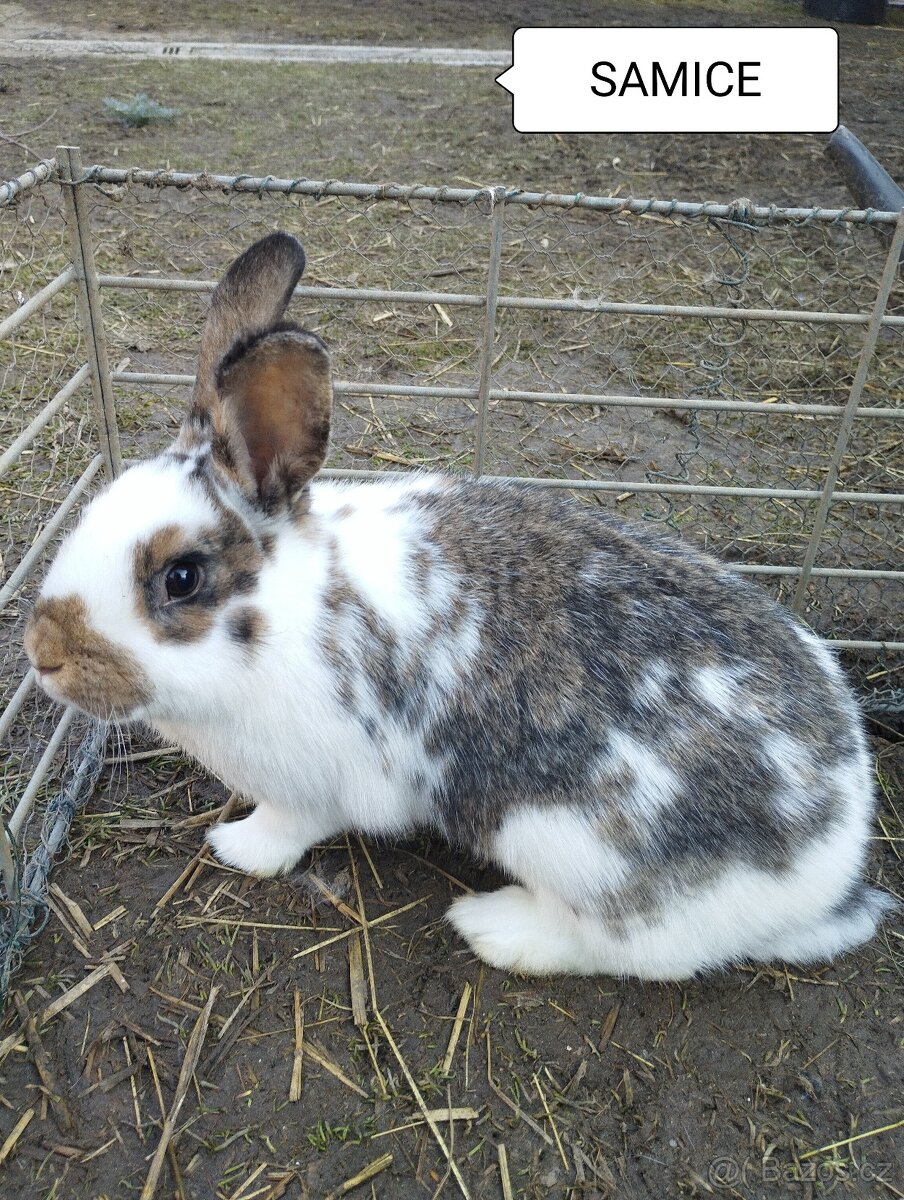 Králíci-otec Dalmatinský rex - 3