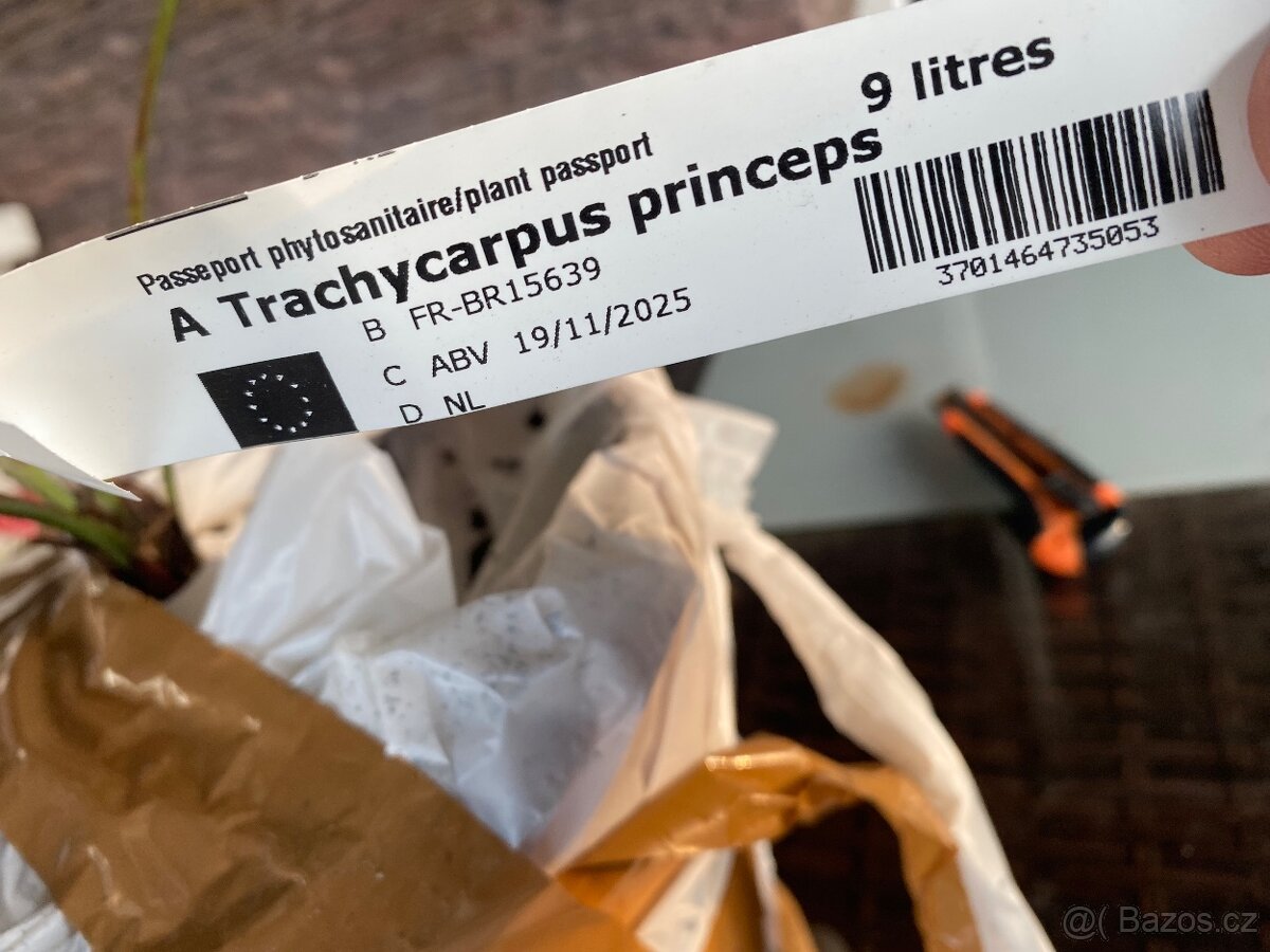 Trachycarpus Princeps - 3