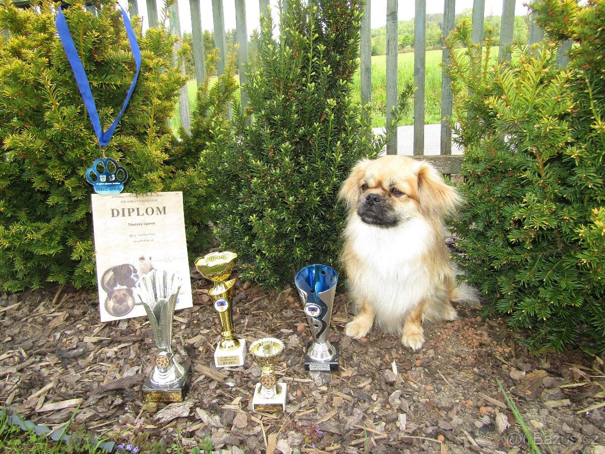 Tibetský španěl s PP ke krytí - 3