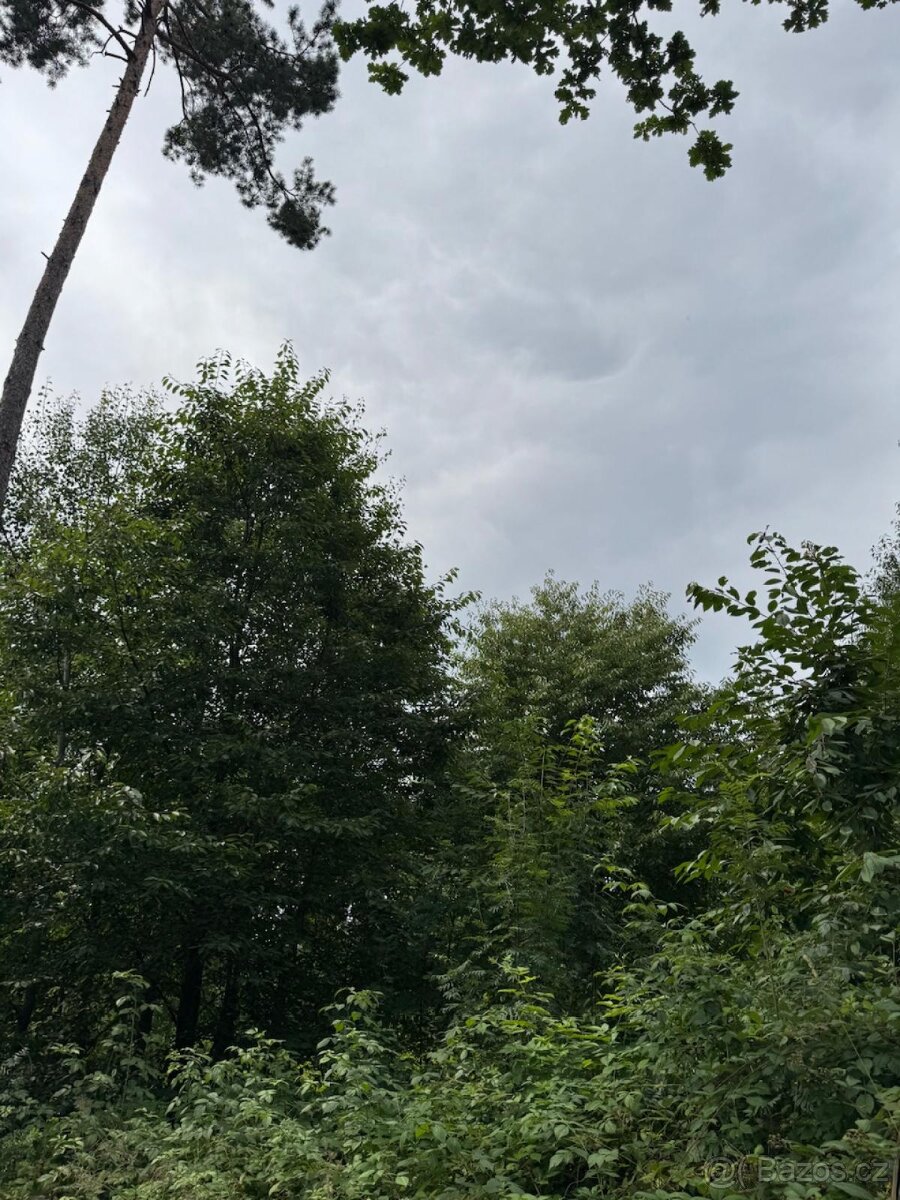 Prodej lesních pozemků v k.ú. Kočín - 3