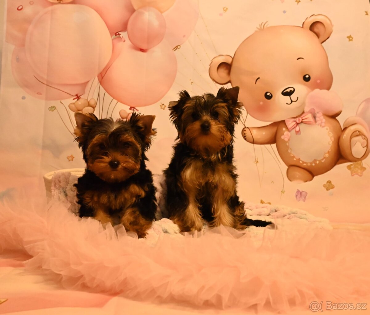 Jorksirsky terier s PP - 3