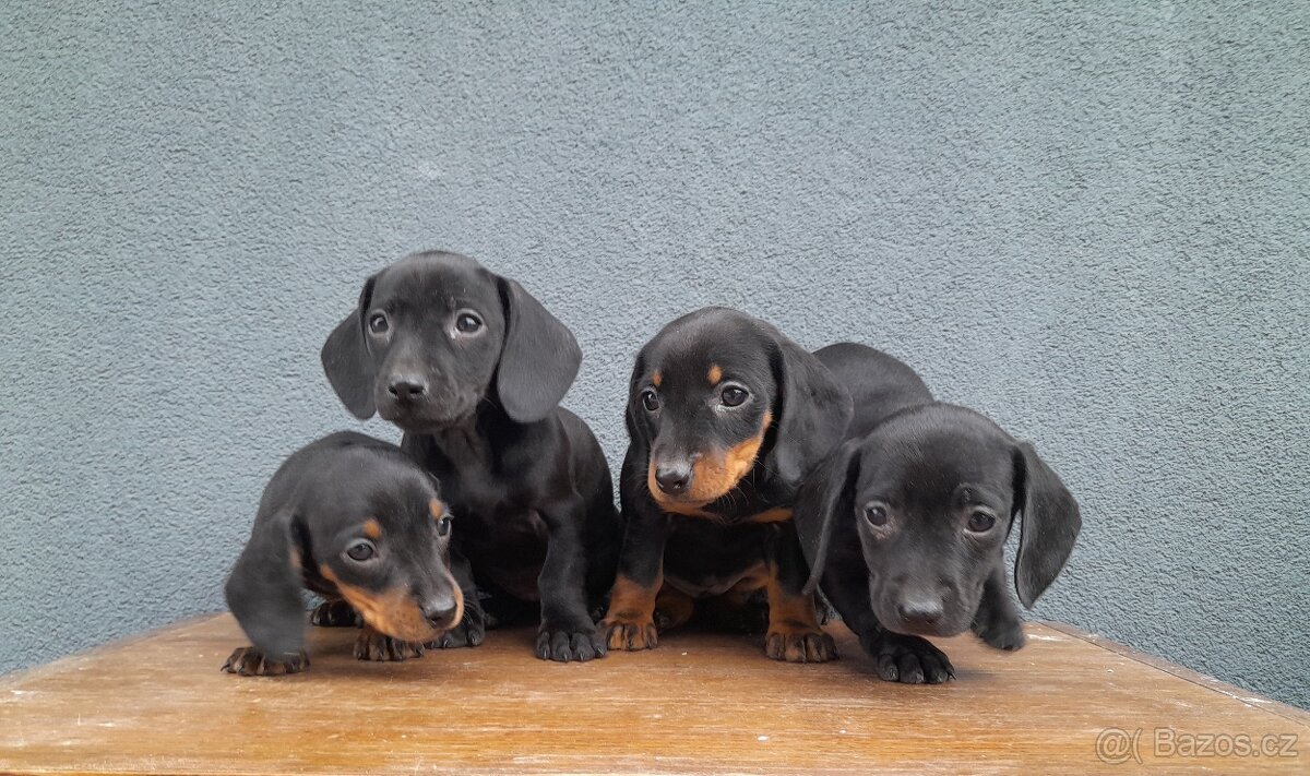 Jezevčík trpasličí - 3