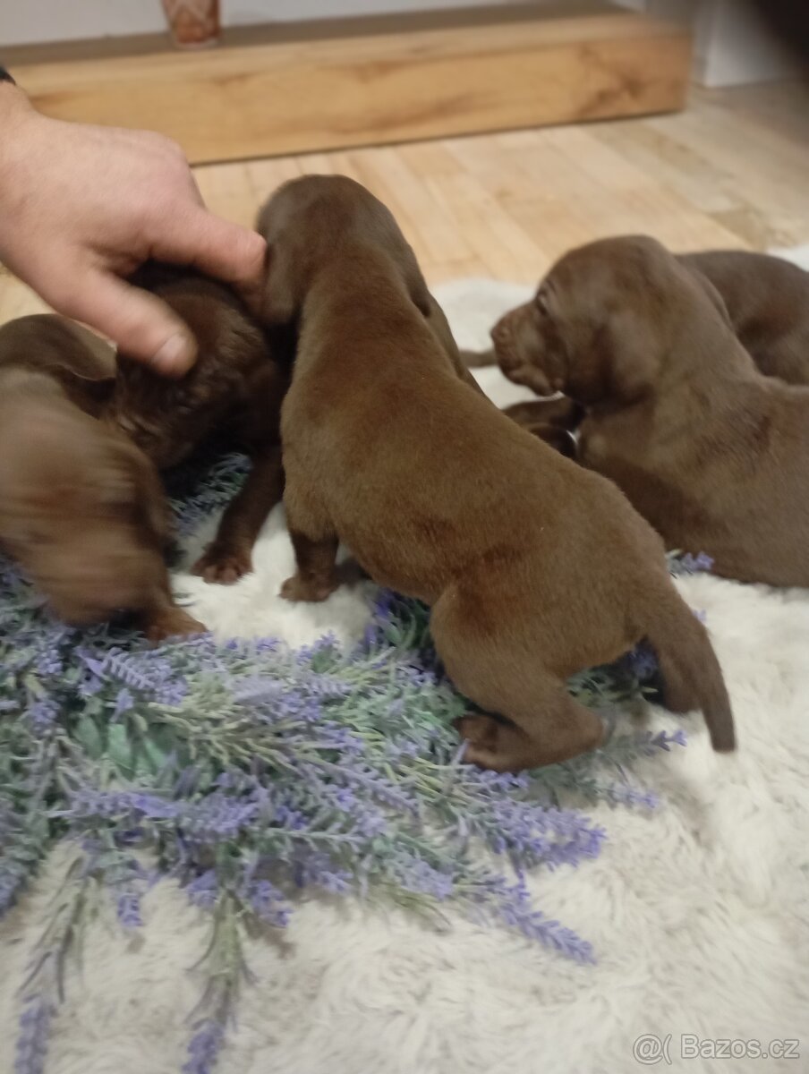 Štěnata Německý ohař - 3