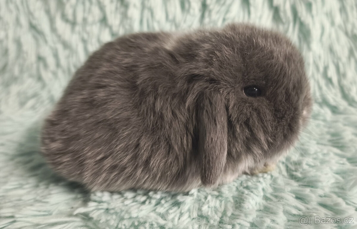 ⭐️ Vánoční ⭐️ Zakrslý beránek 🍀 U3 🍀 - 3