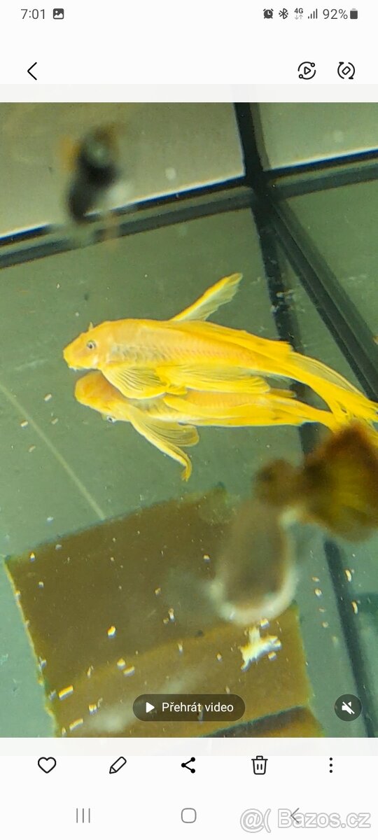 Prodám ancistruse l 144 lemon A obyč hnědé - 3