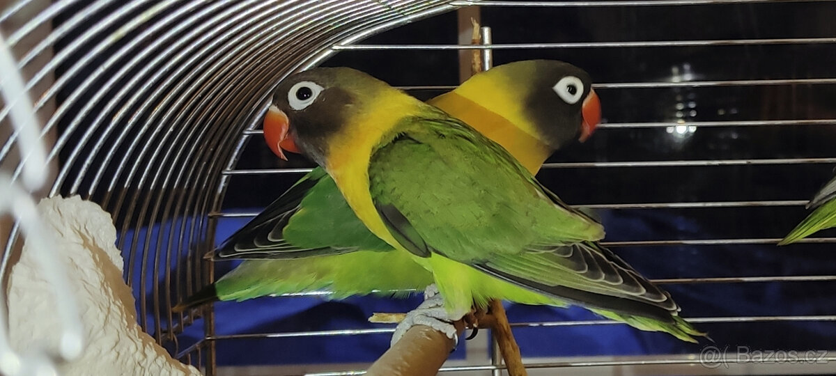 Agapornis fischeri - 3