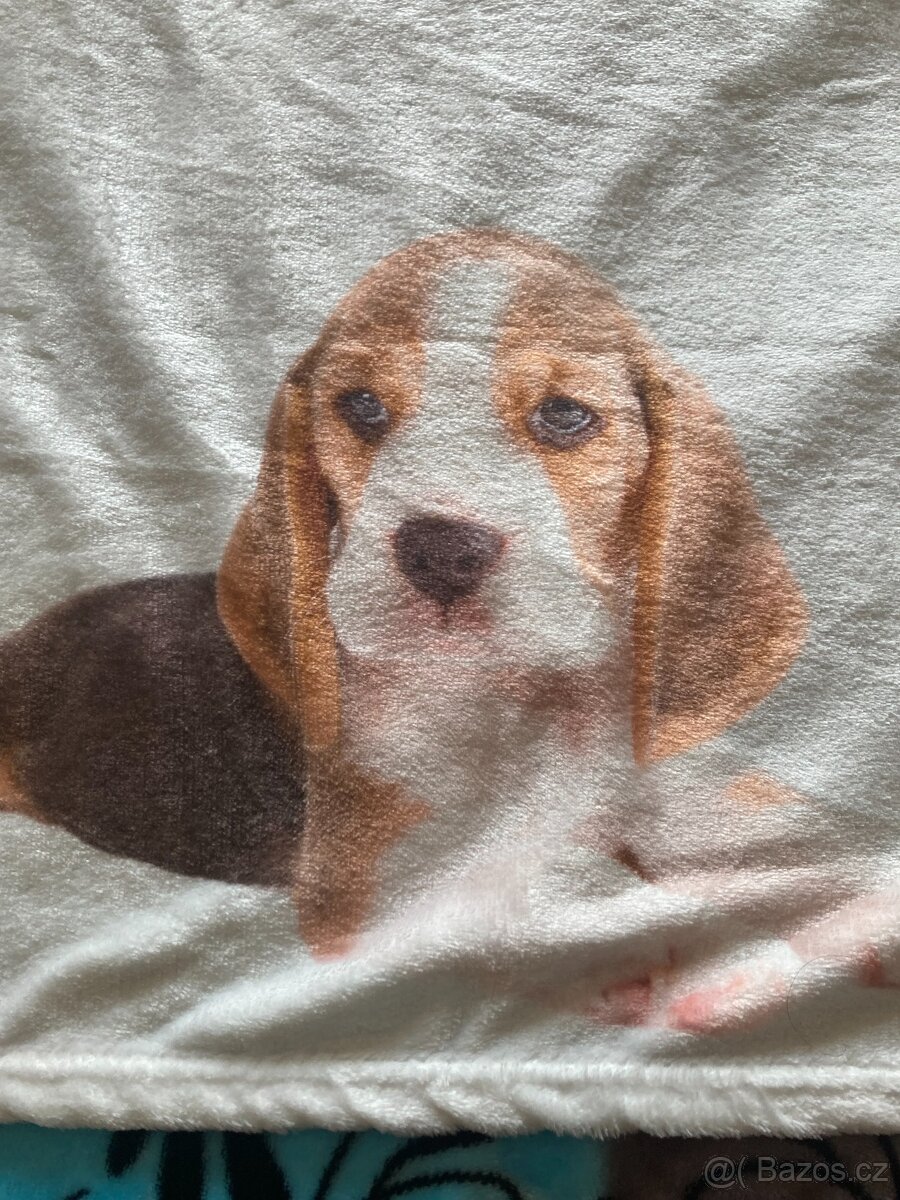 Deka beagle - 3