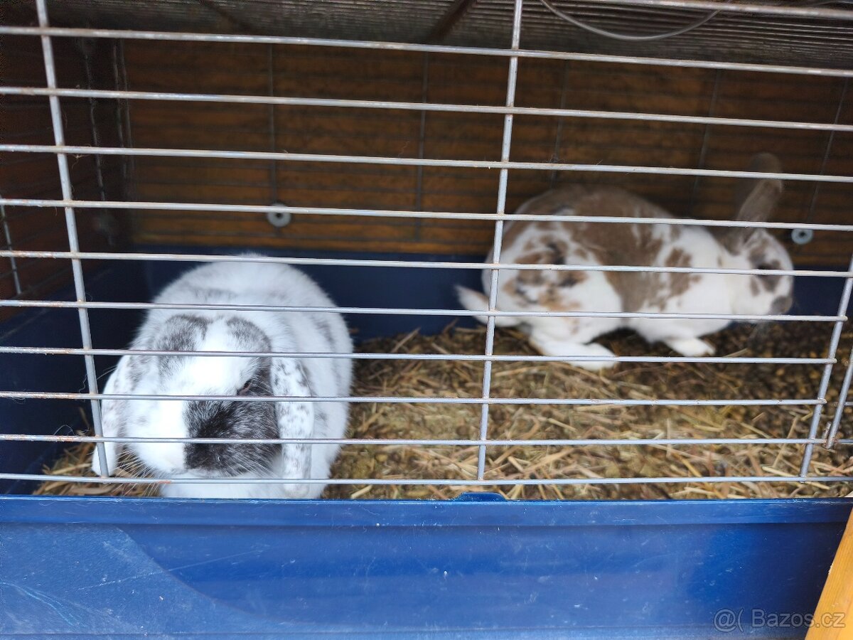 Darují králíci - 3