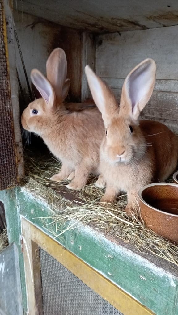 Burgundský králík - 3