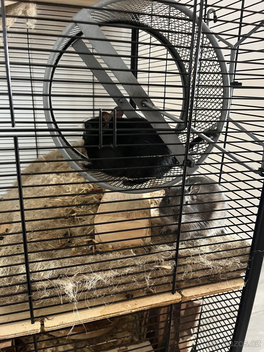 Osmák degu - 3