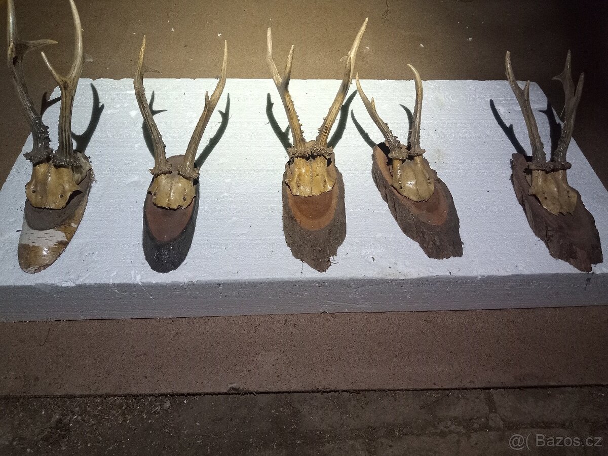 Trofeje, srnčí parůžky - 3