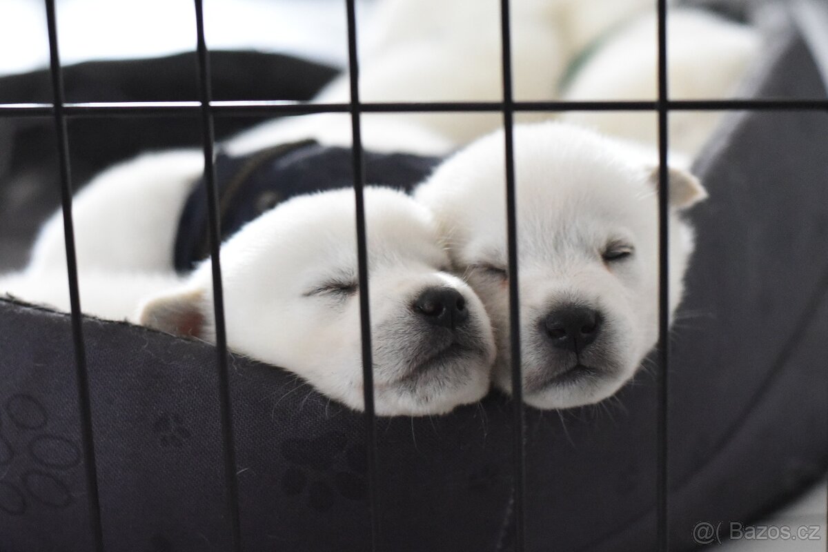 Kishu Inu štěňata s PP FCI - odběr na Vánoce - 3