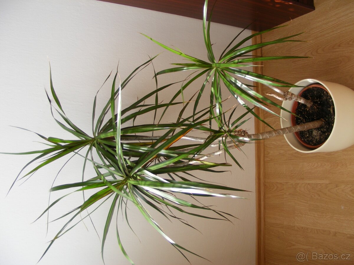 Dracena, pokojová rostlina - 3