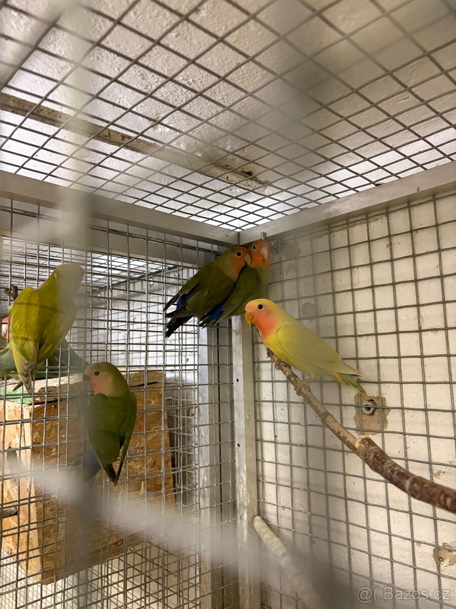 Agapornis růžohrdlý - 3