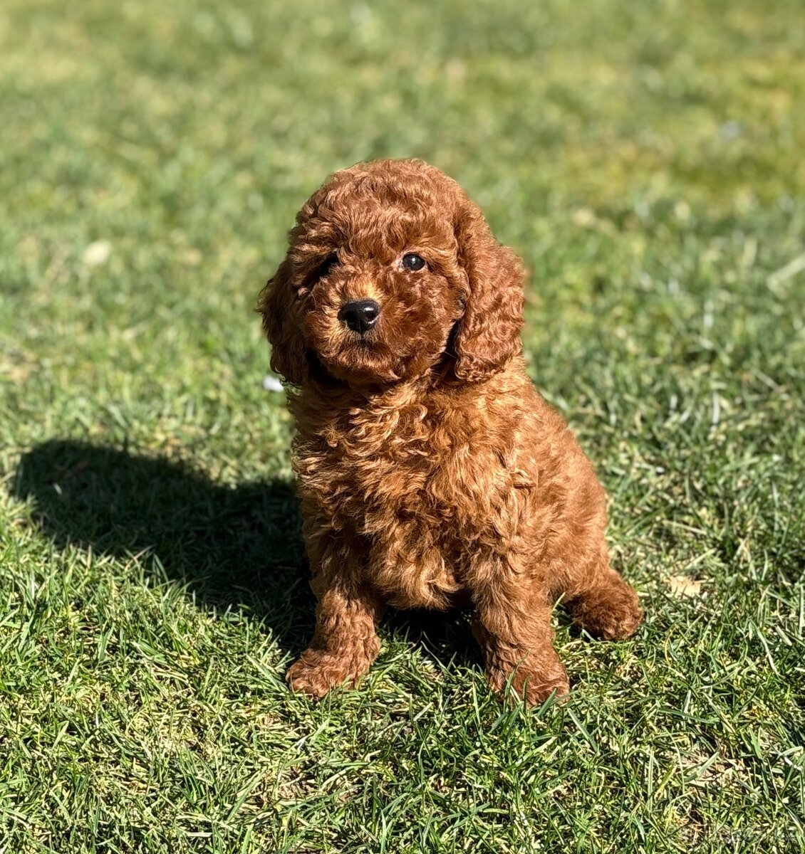 Pudl, pudel toy/ trpaslici - 3